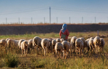 “1万6放3千只羊”并不是浪漫的工作