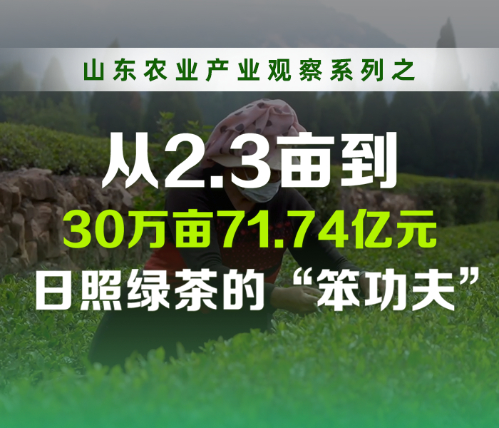 从2.3亩到30万亩71.74亿元的品牌价值，日照绿茶用半个多世纪的“笨功夫”，书写了一部北方茶产业的突围史。本专题深入日照绿茶主产区，从多个维度展开观察，全景呈现日照绿茶科技兴茶、品质立茶、品牌强茶的特色产业进阶之路。
