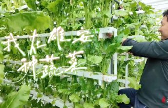 我在雄安种蔬菜：技术员董颜生的五一很忙碌