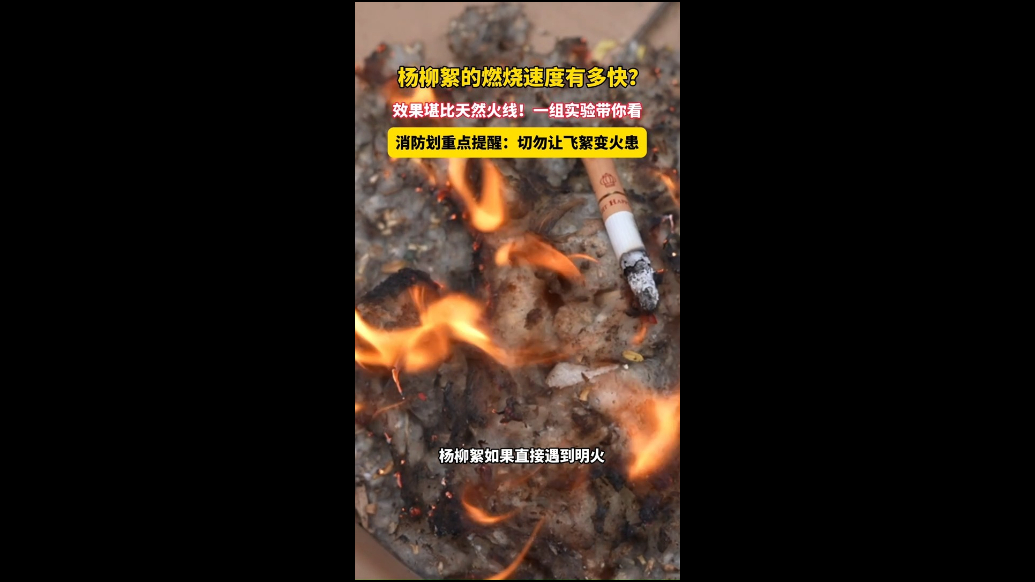 杨柳絮的燃烧速度有多快？一组实验带你来看