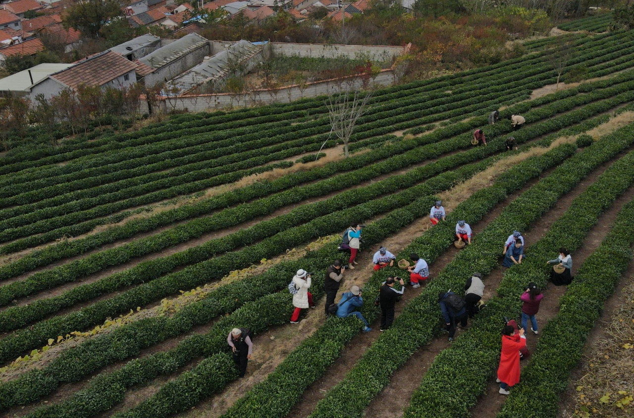 素有中国“北端茗茶”之誉，诸城绿茶究竟好在哪儿？