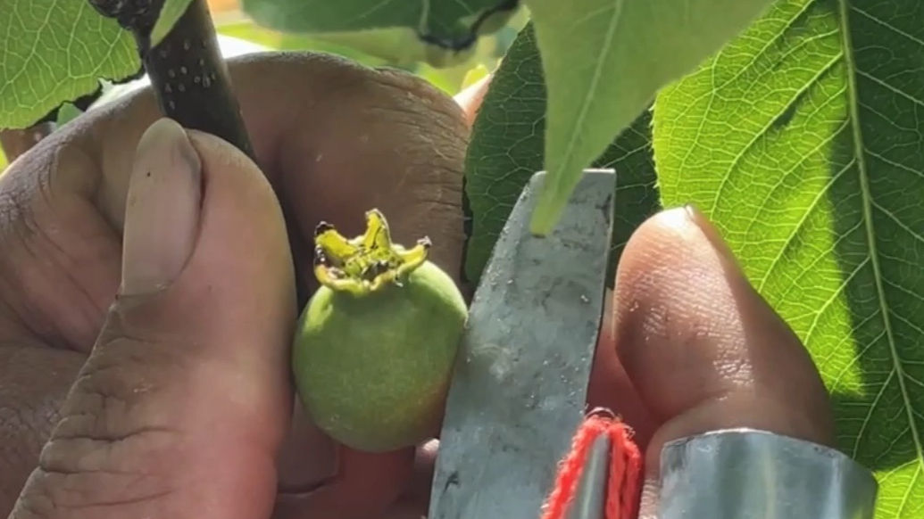 果然视频｜莱阳梨开始“掐屁股”了，掐掉花萼，虫没了果肉多更甜