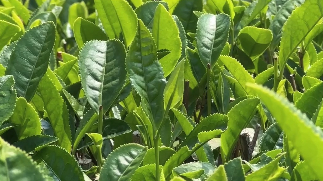 果然视频｜烟台露天茶开始大面积采收，采收期持续到9月底