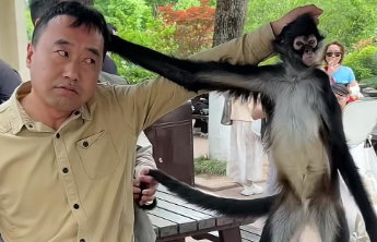 上海蜘蛛猴与饲养员互薅头发走红，性格调皮还会帮游客梳头