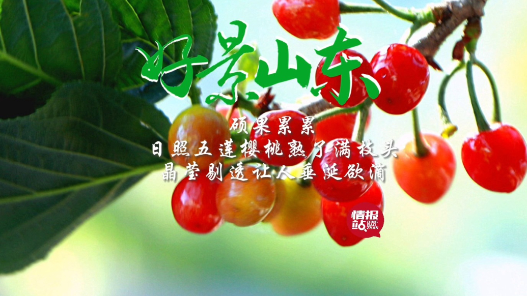 果然视频·好景山东|日照樱桃熟了满枝头，晶莹剔透让人垂涎欲滴