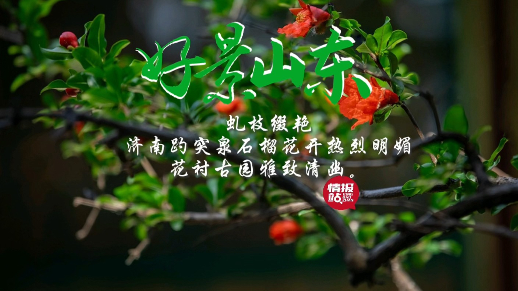 果然视频·好景山东|济南趵突泉石榴花盛开，花衬古园雅致清幽