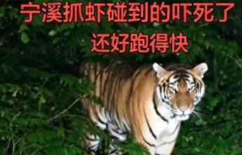 “抓虾遇野生老虎”？浙江警方：张某为博取眼球，故意篡改事发地点与时间