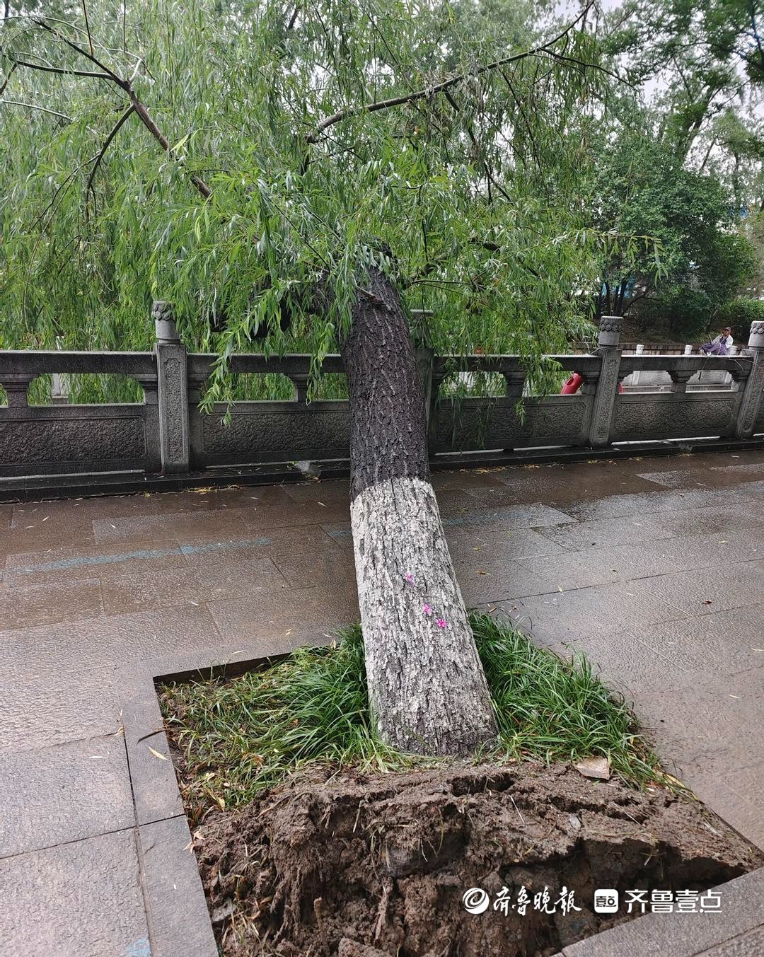 济南护城河一大树连根拔起发生倾倒存安全隐患