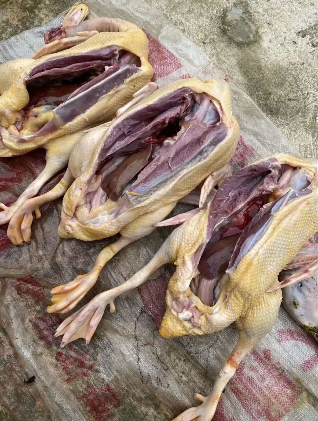 图片加载失败