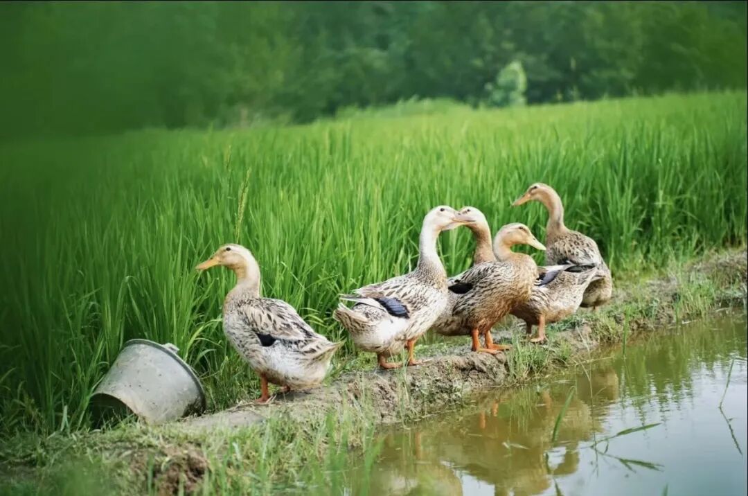 图片加载失败