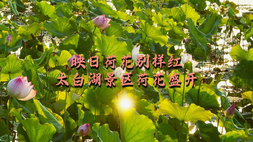 果然视频|映日荷花别样红 太白湖景区荷花盛开