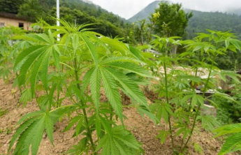 “问一下，这个是大麻吗？”