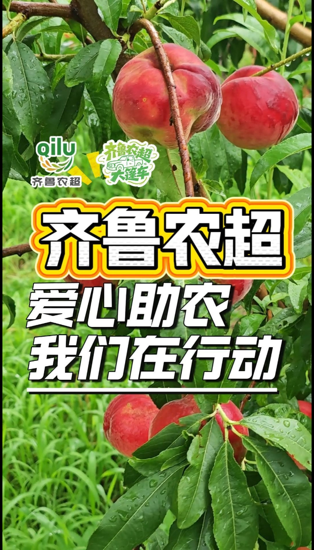 “齐鲁农超大篷车”驶入济南市长清孝里街道，源头直采助农好桃