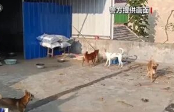 以救助流浪动物之名施诈，警惕批量制造的“苦难”消耗社会善意