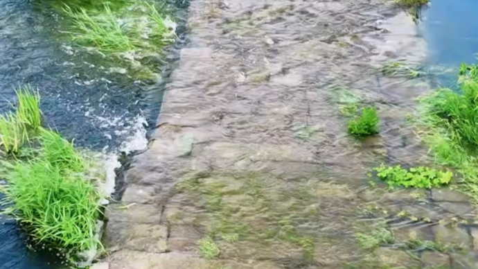 视听山东|台儿庄邳庄镇涛沟河湿地满是清凉