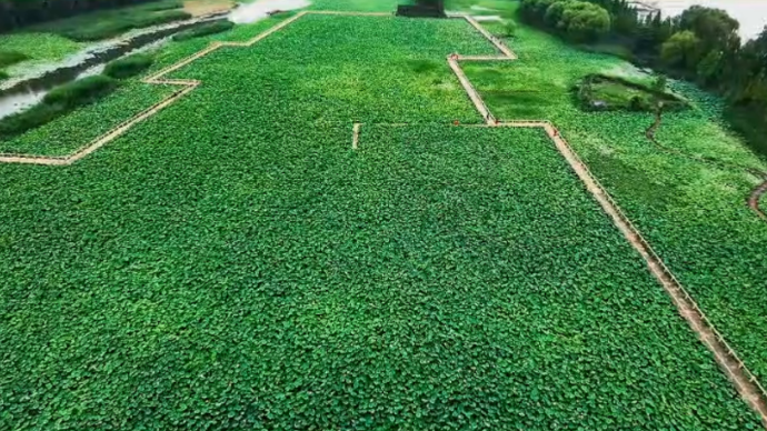 视听山东|台儿庄运河湿地雨后的荷风治愈暑夏