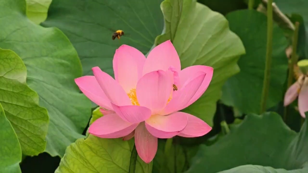 群蜂戏荷蕊.摄影范西进