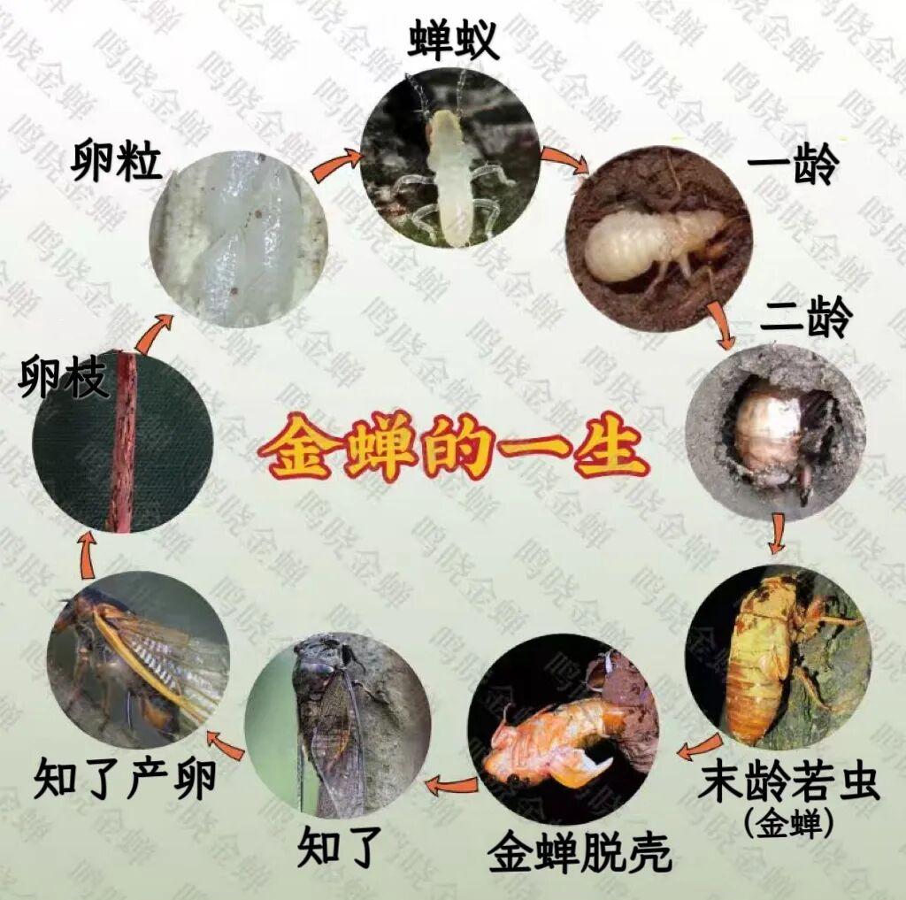图片加载失败