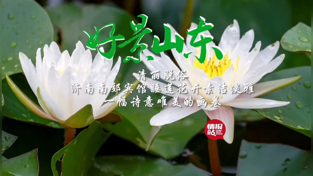 果然视频·好景山东|济南南郊宾馆睡莲花素洁淡雅，一幅唯美画卷