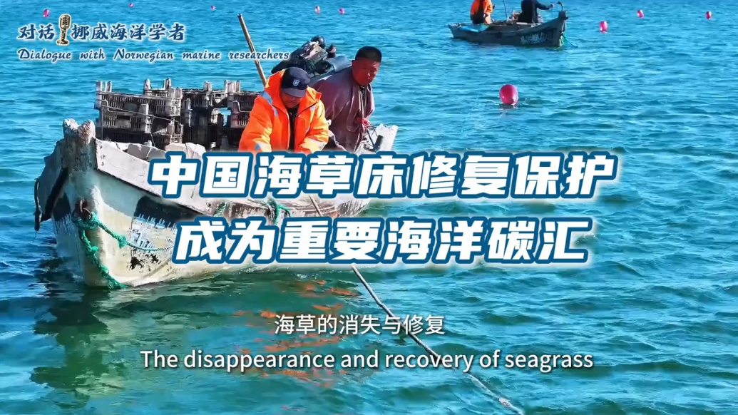 Weihai seagrass restoration earns acclaim from Norwegian expert