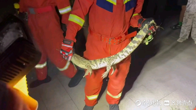 果然视频|济南一公园内惊现鳄鱼，消防员紧急到场处置