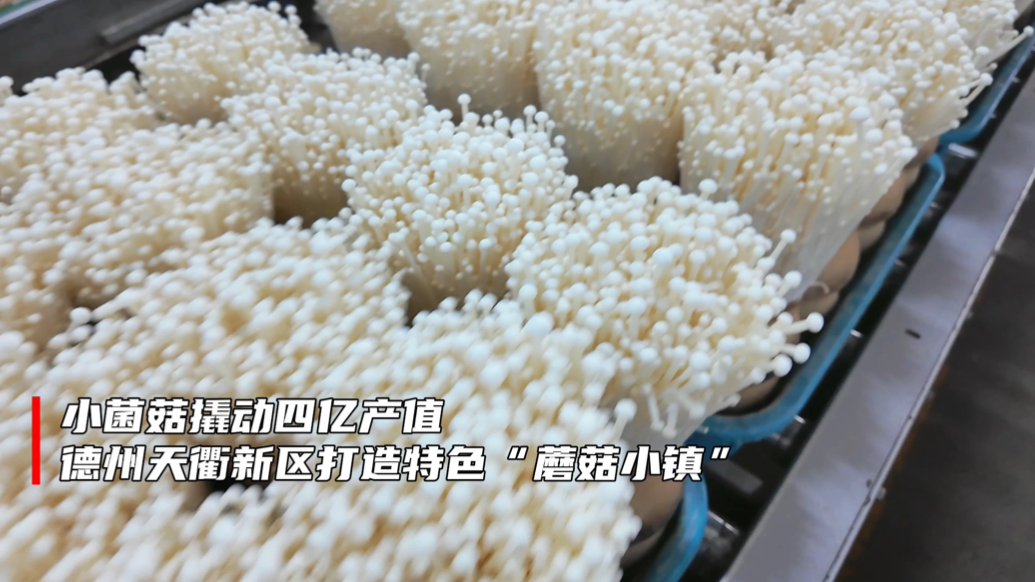 好山东｜小菌菇撬动四亿产值！德州天衢新区打造特色“蘑菇小镇”