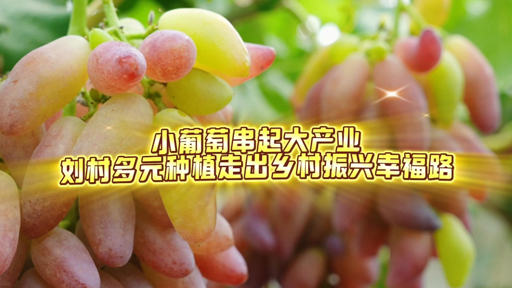 果然视频｜小葡萄串起大产业，刘村多元种植走出乡村振兴幸福路