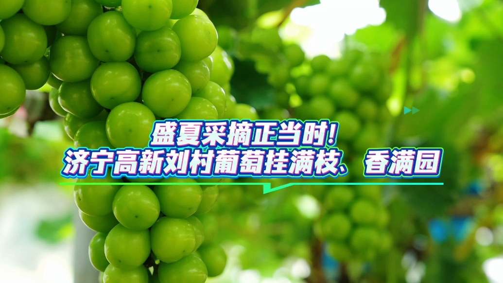 果然视频｜盛夏采摘正当时！济宁高新刘村葡萄挂满枝、香满园
