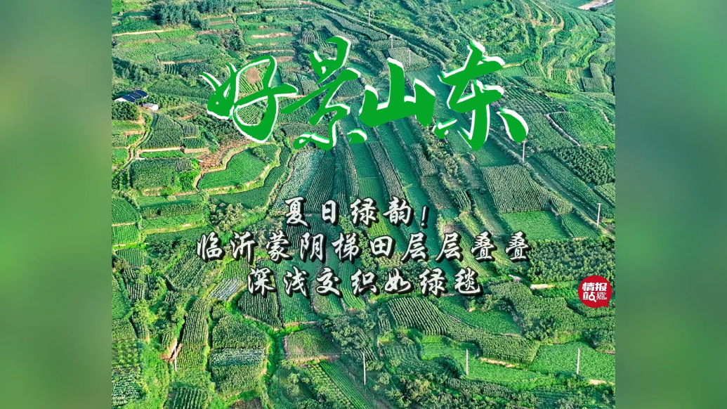 果然视频·好景山东|夏日绿韵！临沂蒙阴梯田层层交织如绿毯