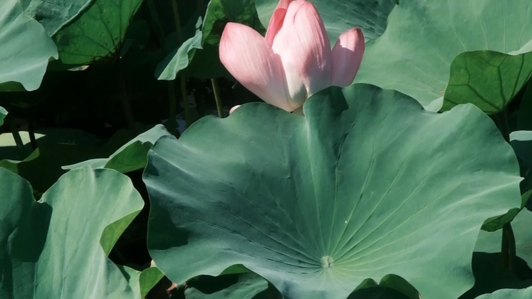 打卡威海丨临港林泉河荷花开成“海”