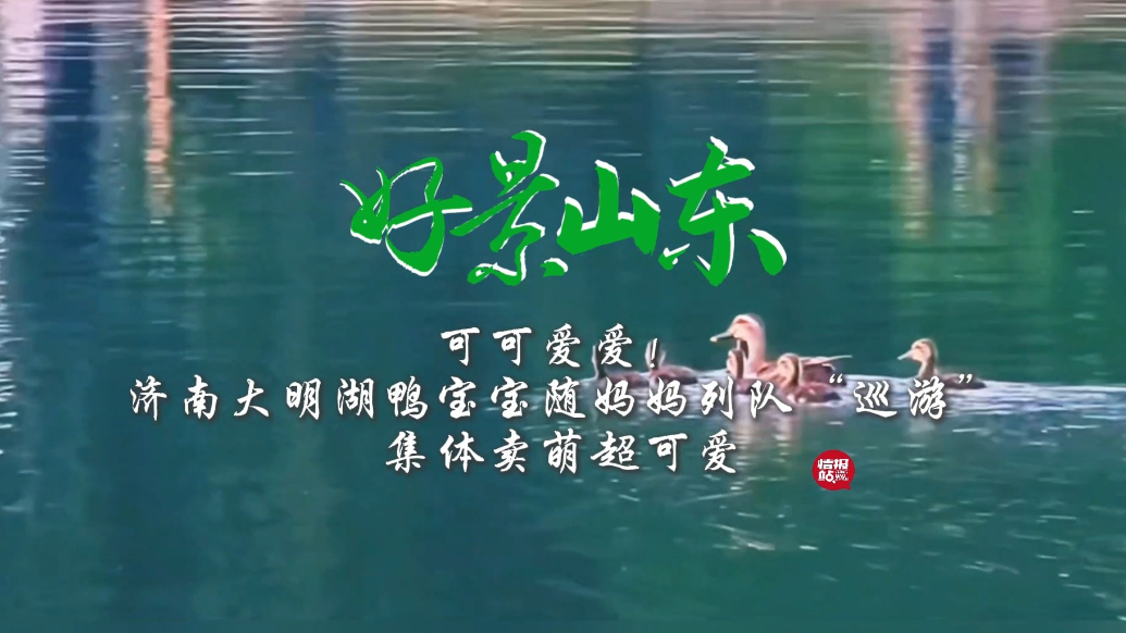 果然视频·好景山东|大明湖鸭宝宝随妈妈游湖，集体卖萌超可爱