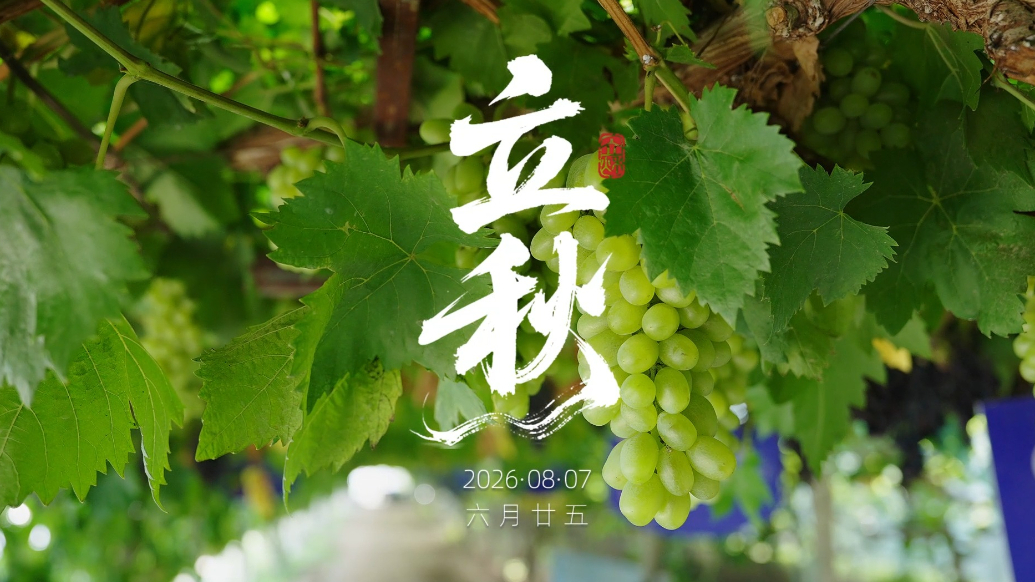 果然视频|时令·立秋
