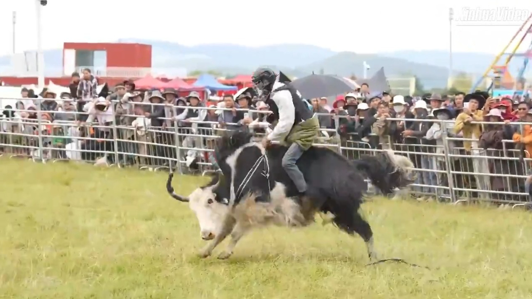 Summer festival showcases grassland culture, offers cool escape