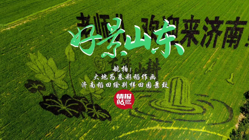 果然视频·好景山东|大地为卷彩稻作画！济南稻田绘别样田园景致