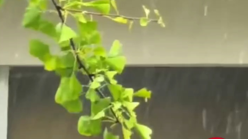 天气情报站|受台风“白海豚”影响，泰安雨已开下，出门记得带伞