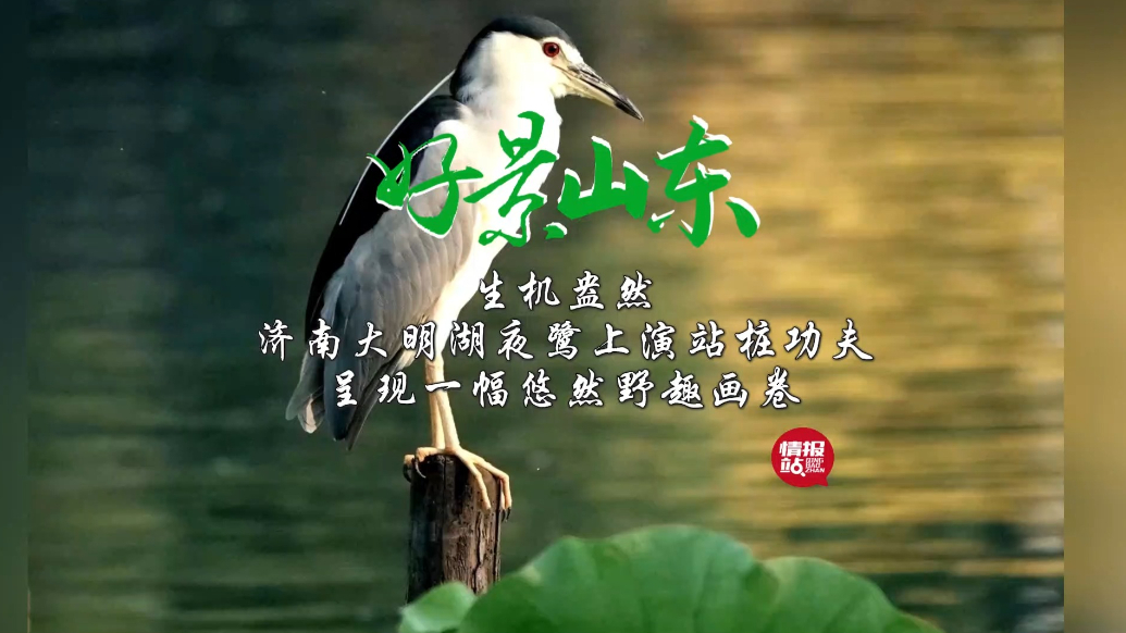果然视频·好景山东|济南大明湖夜鹭上演站桩功夫，呈现悠然野趣