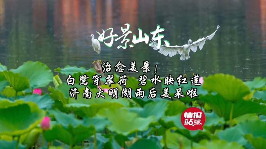 果然视频·好景山东|白鹭穿翠荷碧水映红莲，大明湖雨后美呆啦！