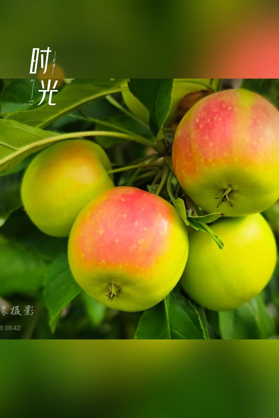 家乡秋天时光，瓜果争先飘香.摄影泰山缘