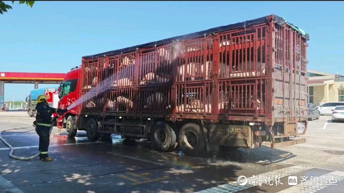 果然视频|车上活猪“中暑”，三辆货车“组团”求助消防员