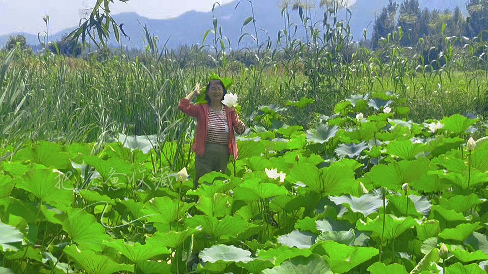 去有风的地方，那是我最美的家乡，凤仙山下绿色荷塘.摄影岱岳