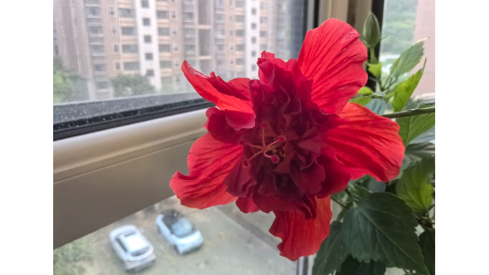 视觉影像|一朵扶桑的前世今生