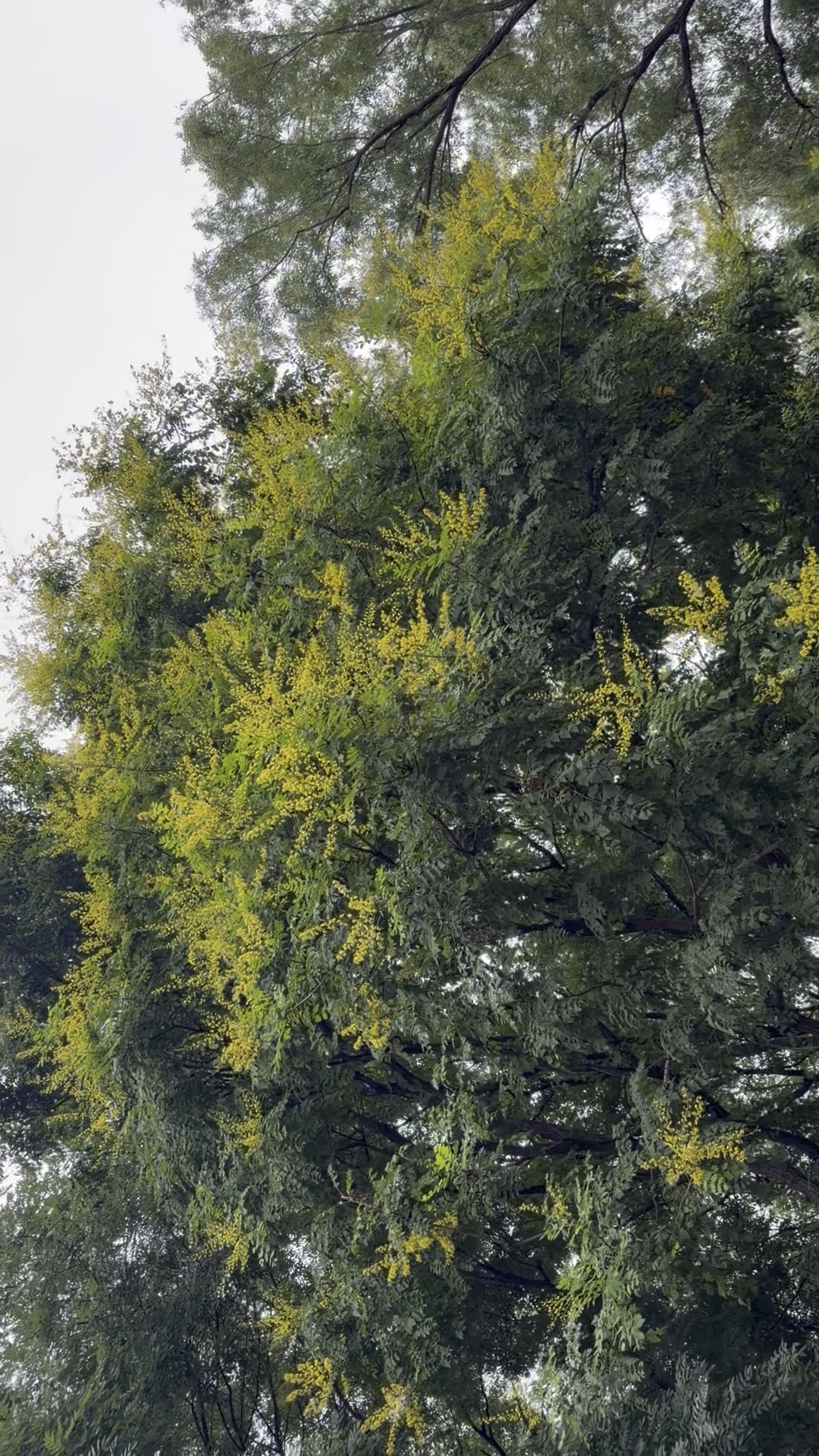 北京的国槐特别多 细小的黄花满街清香