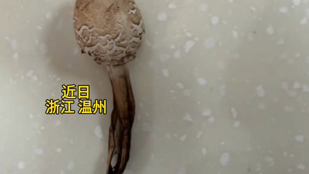 阿姨在绿化带采摘到了“鸡腿菇”，请朋友一起品尝后呕吐腹泻，医生反复确认后认定是“ICU菇”