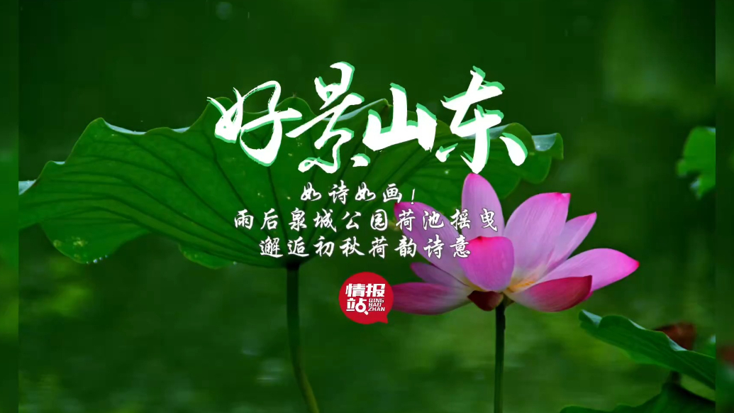 果然视频·好景山东|雨后泉城公园荷池摇曳，邂逅初秋荷韵诗意