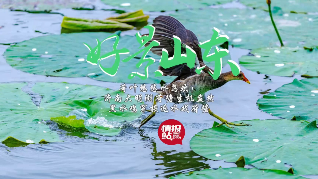 果然视频·好景山东|大明湖荷塘生机盎然，黑水鸡穿梭逐水戏荷塘