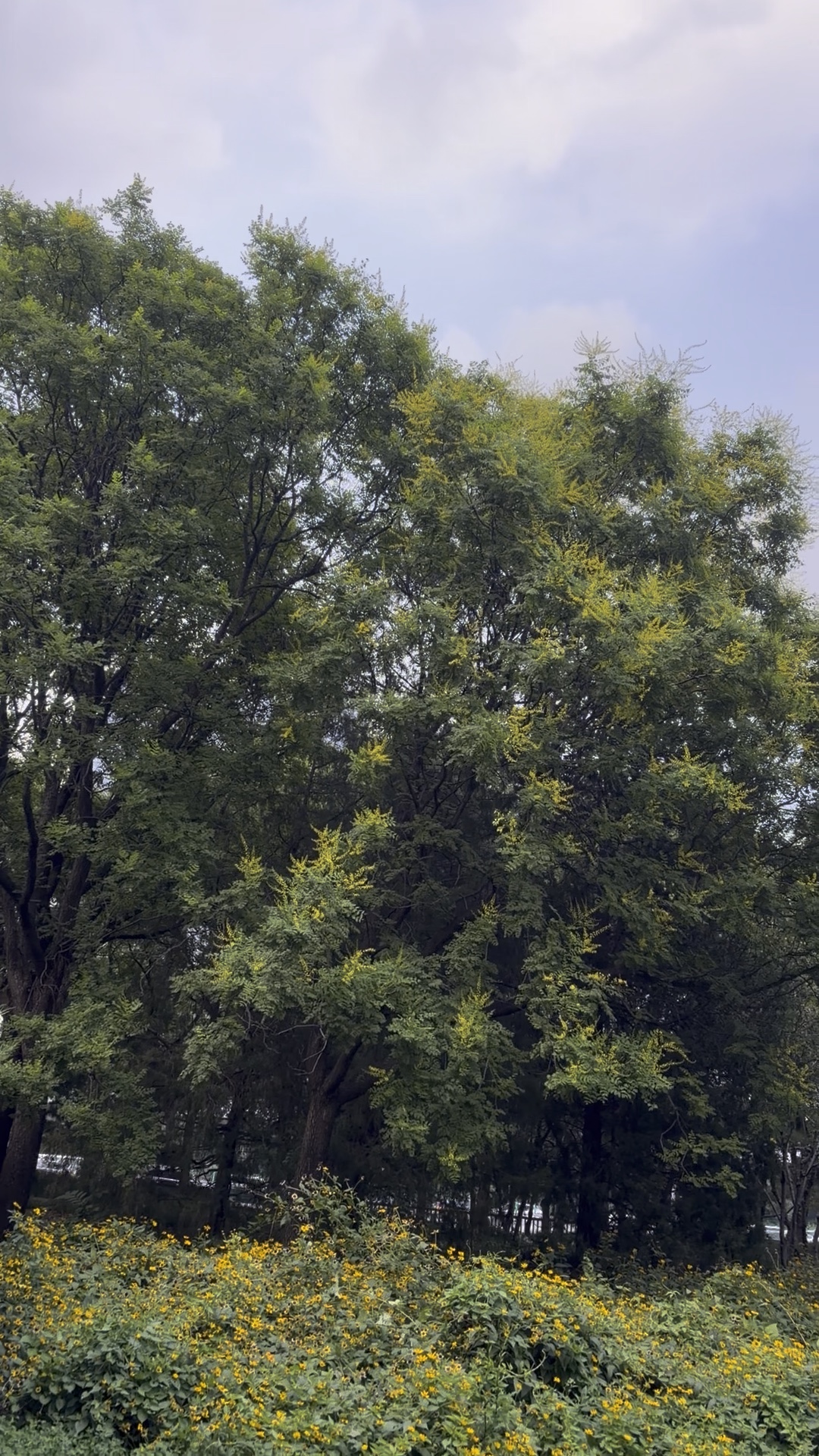 秋来黄花次第开