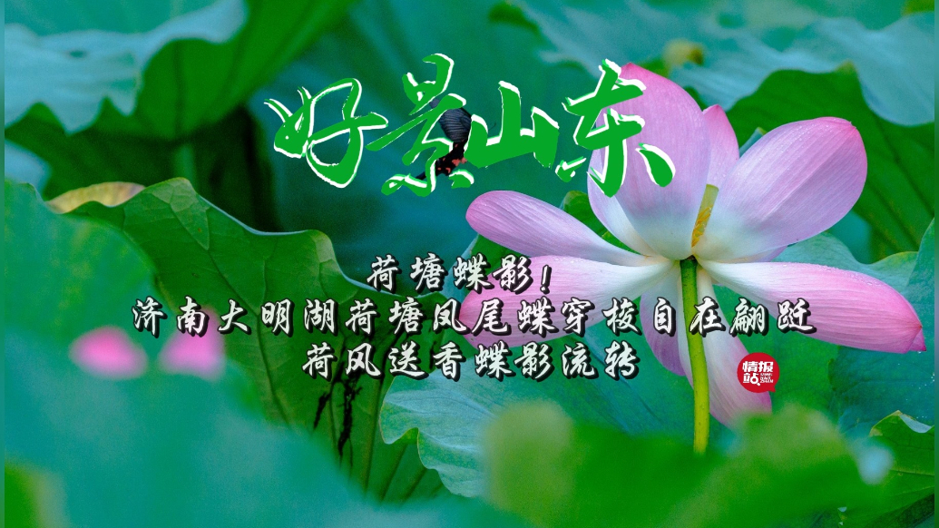 果然视频·好景山东|荷塘蝶影！大明湖荷塘凤尾蝶穿梭自在翩跹