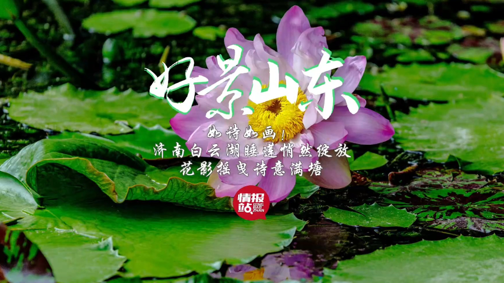 果然视频·好景山东|济南白云湖睡莲悄然绽放，花影摇曳诗意满塘