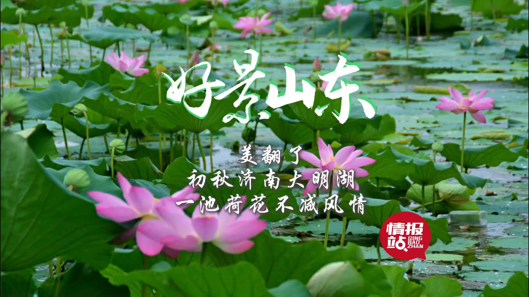 果然视频·好景山东|初秋的济南大明湖，一池荷花不减风情！