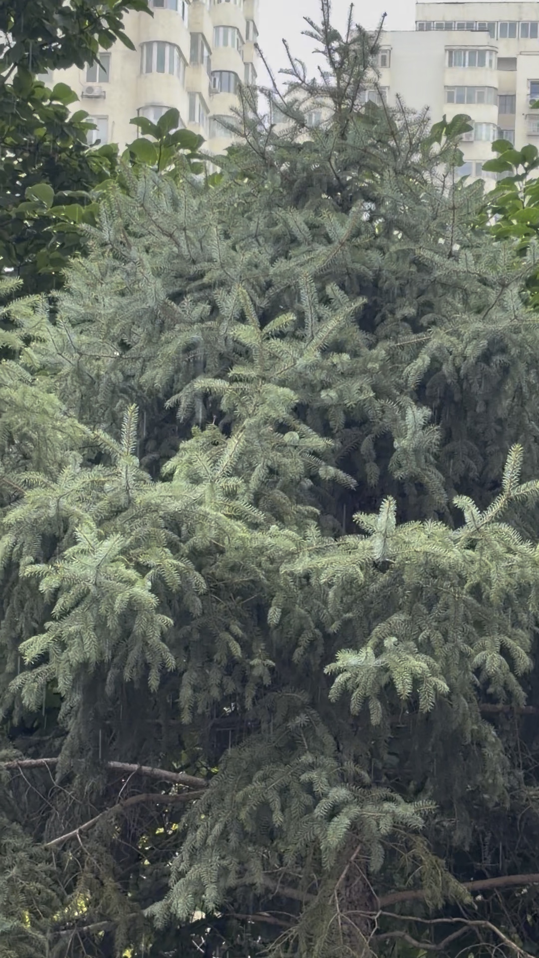 秋雨绵绵静静听